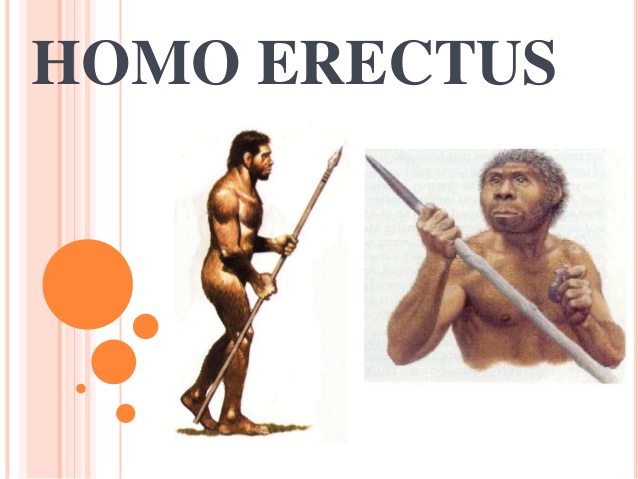 homo-erectus-1-638